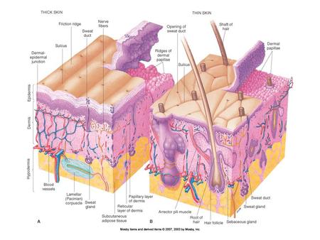 Structure of the Skin Epidermal growth and repair