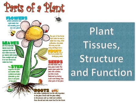 Plant Tissues, Structure and Function