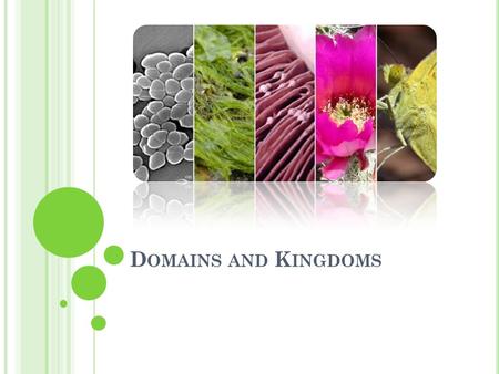 D OMAINS AND K INGDOMS. More inclusive than Kingdoms Based on molecular (DNA) analysis ◦ Organisms grouped based on how long they have been evolving independently.