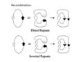 Recombination:. Different recombinases have different topological mechanisms: Xer recombinase on psi. Unique product Uses topological filter to only perform.