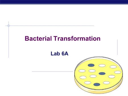 Bacterial Transformation