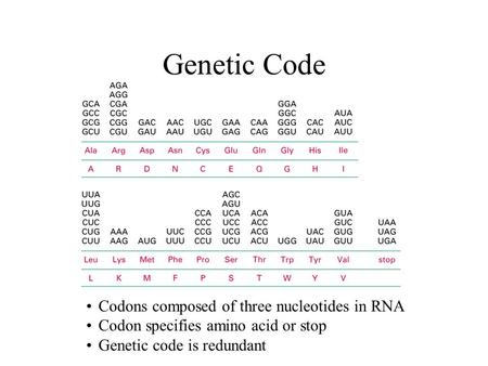 Genetic Code Codons composed of three nucleotides in RNA Codon specifies amino acid or stop Genetic code is redundant.