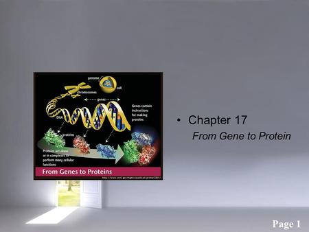 Chapter 17 From Gene to Protein.