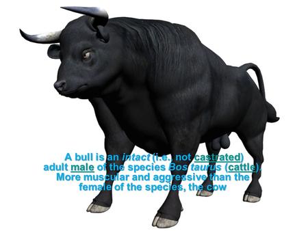 A bull is an intact (i.e., not castrated) adult male of the species Bos taurus (cattle). More muscular and aggressive than the female of the species, the.