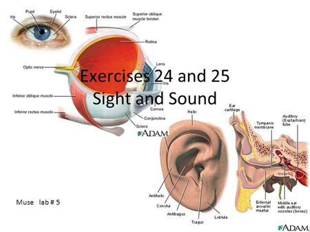 Exercises 24 and 25 Sight and Sound Muse lab # 5.