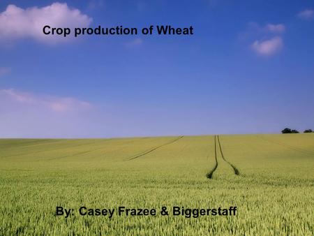 Crop production of Wheat By: Casey Frazee & Biggerstaff.