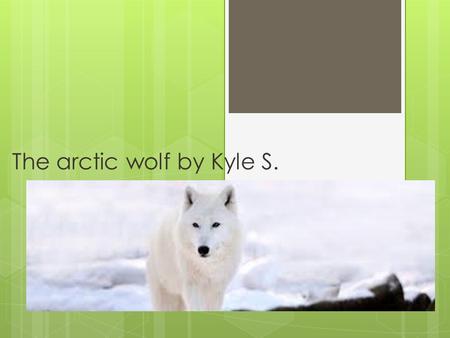 The arctic wolf by Kyle S.. Habitat The arctic wolf lives in arctic regions like the tundra. The Tundra is cold frozen land in the northern part of the.