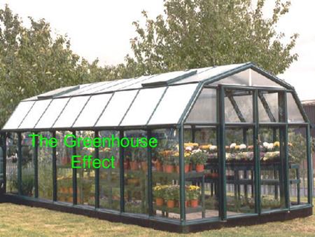 The Greenhouse Effect. A greenhouse is a building used to grow plants when the outside temperature is too low. The roof of the greenhouse prevents convection.