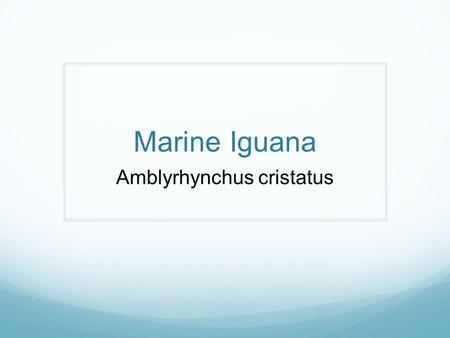 Marine Iguana Amblyrhynchus cristatus. Basic Facts Reptile Herbivore Life span 5 to 12 years Size: 4 to 5 ft Weight: 1 to 3.3Ibs.