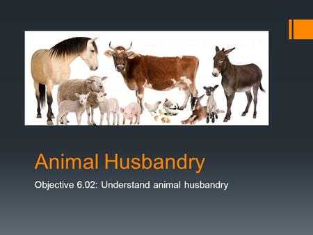 Animal Husbandry Objective 6.02: Understand animal husbandry.