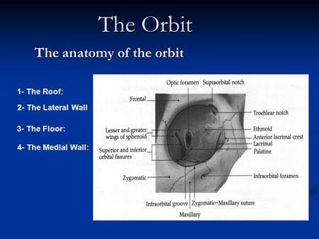 The anatomy of the orbit