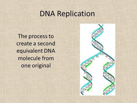 DNA Replication The process to create a second equivalent DNA molecule from one original.