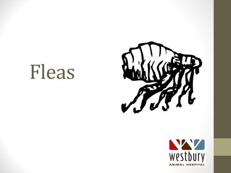 Fleas. Flea Life Cycle Life cycle=90 days Therefore… it will take 3 months of proper preventatives to eliminate a current infestation. The female flea.