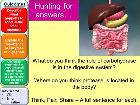 Explain the importance of enzymes in digestion Design an experiment to copy the small intestine and explain its role in getting food into the blood stream.