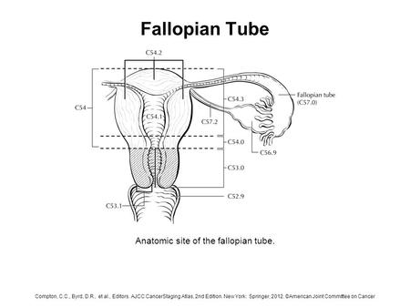 Fallopian Tube Anatomic site of the fallopian tube. Compton, C.C., Byrd, D.R., et al., Editors. AJCC CancerStaging Atlas, 2nd Edition. New York: Springer,