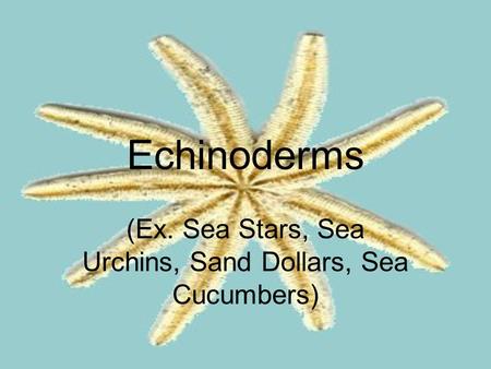 (Ex. Sea Stars, Sea Urchins, Sand Dollars, Sea Cucumbers)