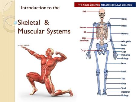 Introduction to the Skeletal & Muscular Systems by: Mrs. Hobbs.