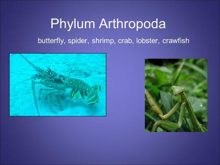 Phylum Arthropoda butterfly, spider, shrimp, crab, lobster, crawfish.