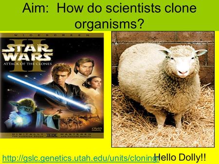 Aim: How do scientists clone organisms? Hello Dolly!!