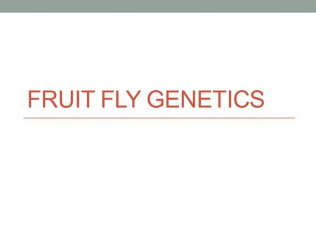 FRUIT FLY GENETICS. DO NOW TUESDAY Let’s see what you remember. Give the genetics term that describes each of the following: a) AA b) Aa c) Aa d) Red.