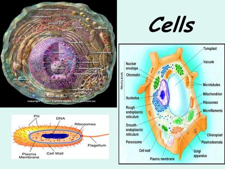 Cells. What are cells?  Do the key words test to see what you already know  Cells are the basic block which _____ ______ are made up from.  All living.