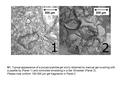 S1. Typical appearance of a polyacrylamide gel slurry obtained by manual gel crushing with a pipette tip (Panel 1) and controlled shredding in a Gel Shredder.