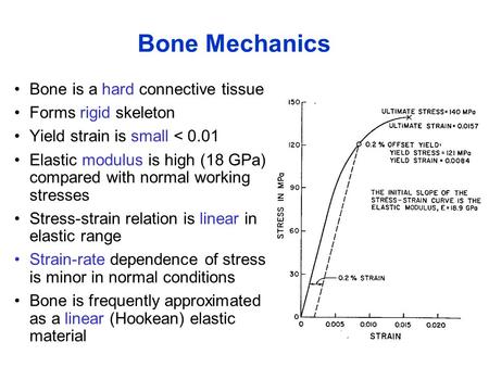 Bone Mechanics Bone is a hard connective tissue Forms rigid skeleton