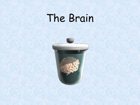 The Brain. Ways we Study the Brain Accidents Lesions CAT Scan PET Scan MRI Functional MRI.