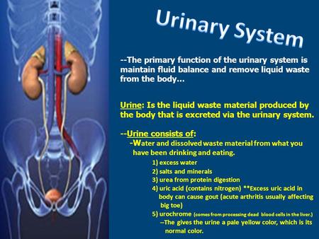 --The primary function of the urinary system is maintain fluid balance and remove liquid waste from the body… Urine: Is the liquid waste material produced.