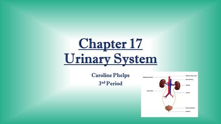 Chapter 17 Urinary System Caroline Phelps 3 rd Period.