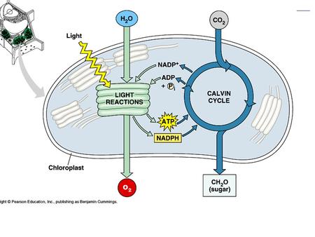 Figure 10.4 An overview of photosynthesis: cooperation of the light reactions and the Calvin cycle (Layer 3)