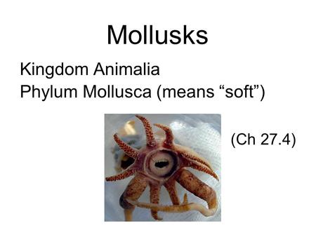 Mollusks Kingdom Animalia Phylum Mollusca (means “soft”) (Ch 27.4)