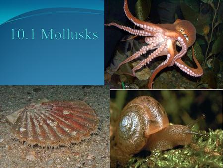 POINT > List characteristics of mollusks POINT > Identify 3 classes of mollusks POINT > Describe gastropods POINT > Describe bivalves POINT > Describe.