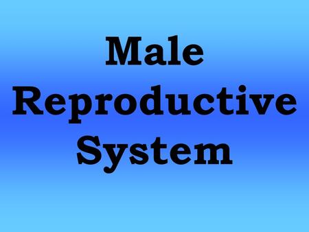 Male Reproductive System. Function Function: - Procreation (Babies) Male Reproductive System.