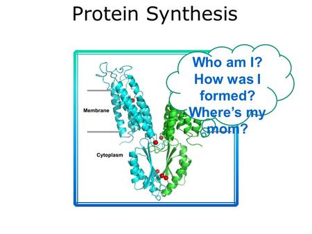 Protein Synthesis Who am I? How was I formed? Where’s my mom? A molecular model of the YiiP zinc transporter protein with bound zinc ions (red spheres).