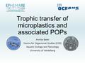 Trophic transfer of microplastics and associated POPs