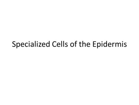 Specialized Cells of the Epidermis. 2. Melanocytes: Found deep in the epidermis, as melanin is made it accumulates in granules called melanosomes. Exposure.