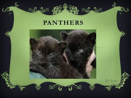 Panthers By: Renay.