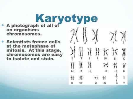 Karyotype A photograph of all of an organisms chromosomes. Scientists freeze cells at the metaphase of mitosis. At this stage, chromosomes are easy to.