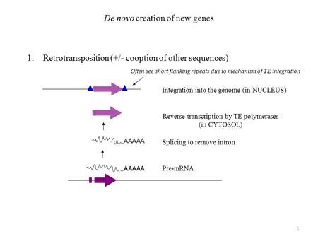 De novo creation of new genes 1.Retrotransposition (+/- cooption of other sequences) AAAAA Pre-mRNA AAAAA Splicing to remove intron Reverse transcription.