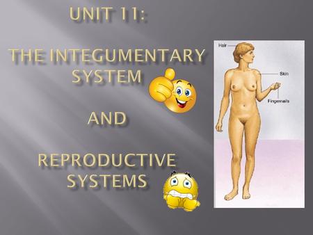 Go To : My schoolwires webpage Open the Unit 11: Skin Hair and Nails Powerpoint Print the following slide titled… “Unit 11: Integumentary System – Burn.