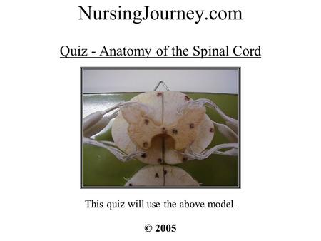 NursingJourney.com Quiz - Anatomy of the Spinal Cord © 2005 This quiz will use the above model.