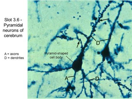 Slot 3.6 - Pyramidal neurons of cerebrum A = axons D = dendrites Pyramid-shaped cell body.