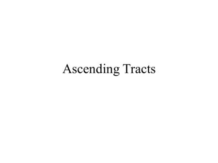 Ascending Tracts. Internal Structure of the Spinal Cord Grey matter –cervical and lumbar enlargements White matter –most abundant superiorly.