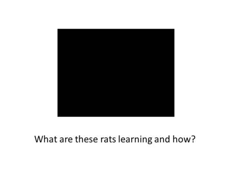 What are these rats learning and how?. Today’s session You will learn how to...You will learn about... Describe and apply psychological approaches & theories.