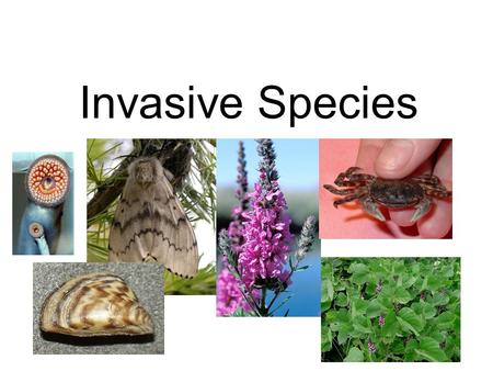 Invasive Species. Apparently harmless animals and plants that are transported around the world. In their new habitats invasive species reproduce rapidly.