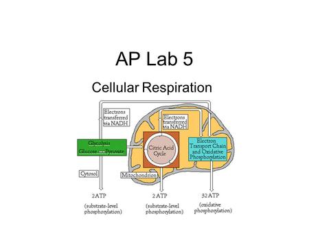 AP Lab 5 Cellular Respiration.