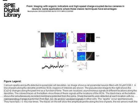 Date of download: 7/3/2016 Copyright © 2016 SPIE. All rights reserved. Calcium sparks and puffs detected in pyramidal cell dendrites. (a) Image shows a.