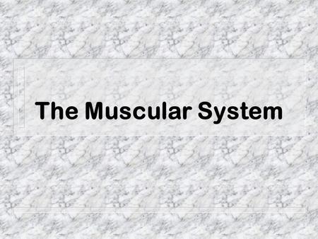 The Muscular System. Did you know that ? - more than 50% of body weight is muscle !