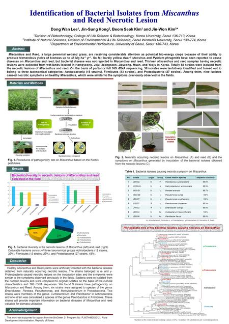 Miscanthus and Reed, a large perennial wetland grass, are receiving considerable attention as potential bio-energy crops because of their ability to produce.